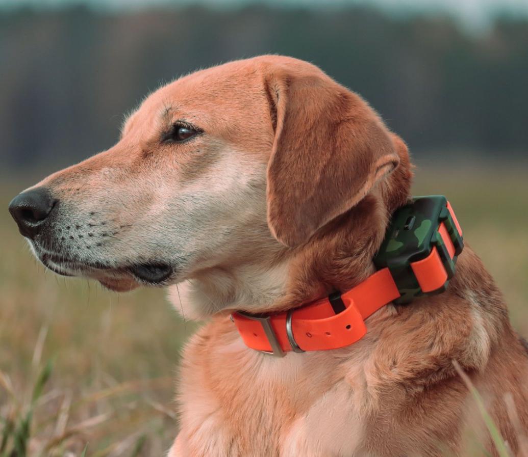 Outdoor Hunting Dog Collar - Localizzatore Impermeabile IP68 per Cani da