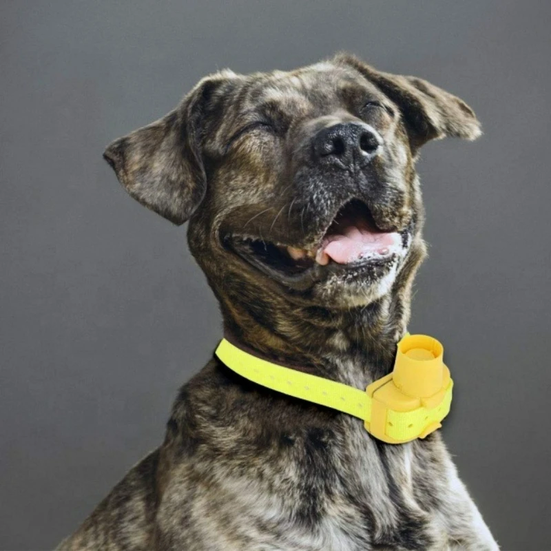 Outdoor Hunting Dog Collar - Collari Beeper per Cani da Caccia