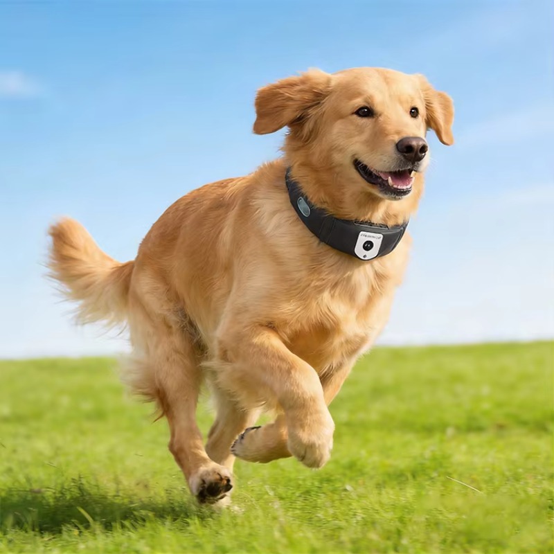 Localizzatore GPS per Cani Con - Outdoor Hunting Dog Collar recensione e prezzo