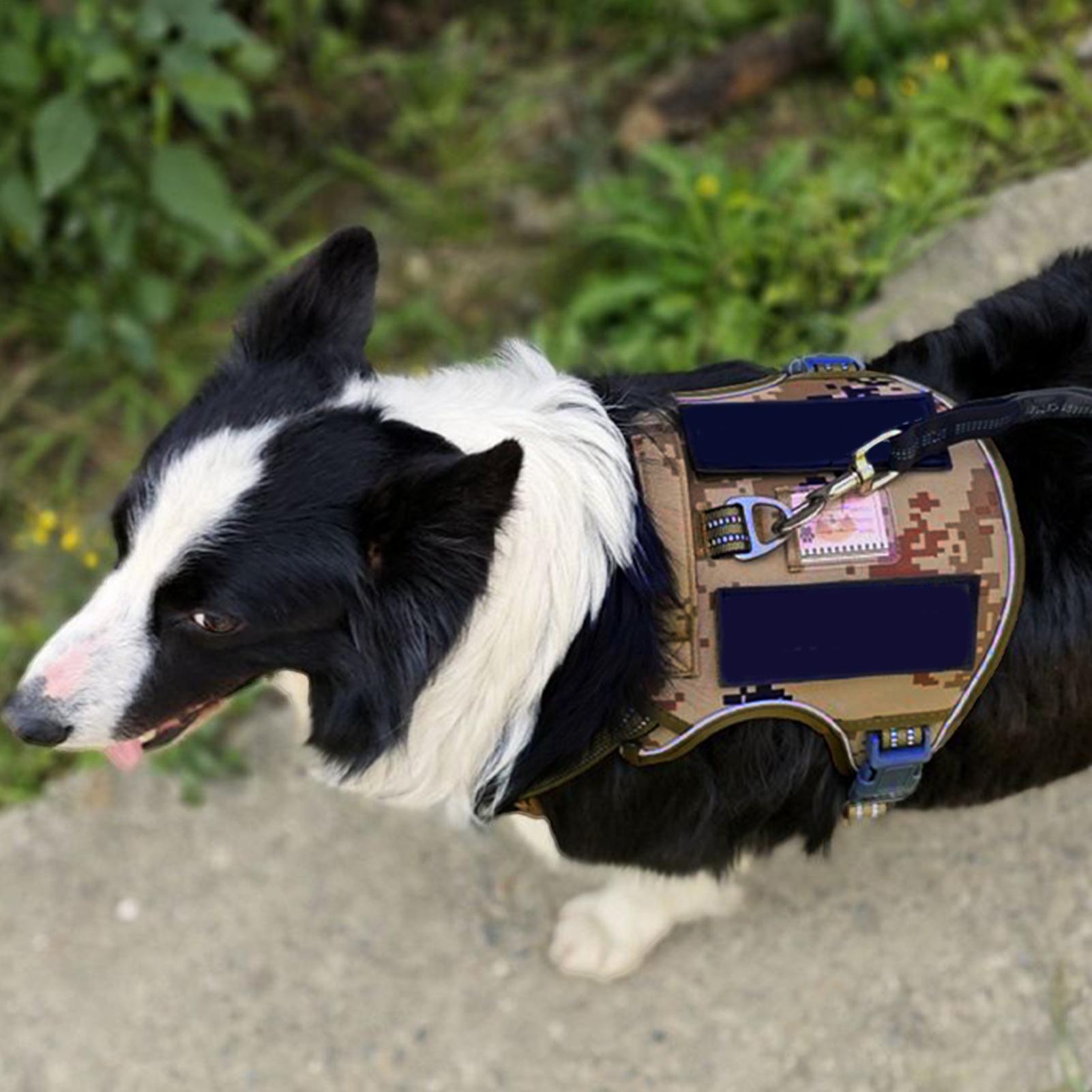 Pettorina per cani con fibbia  - Outdoor Hunting Dog Collar recensione e prezzo