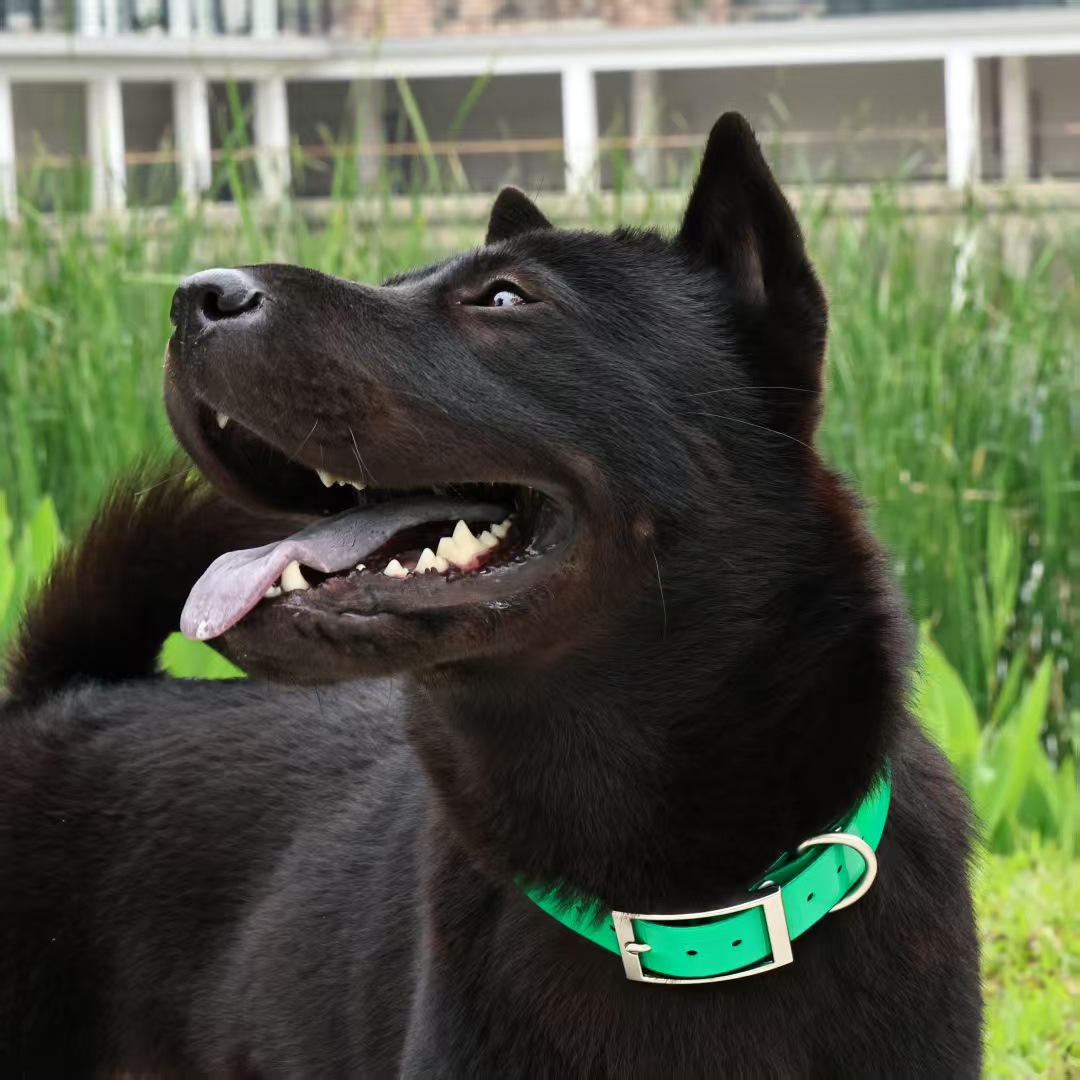 Collare per cani in TPU resist - Outdoor Hunting Dog Collar recensione e prezzo